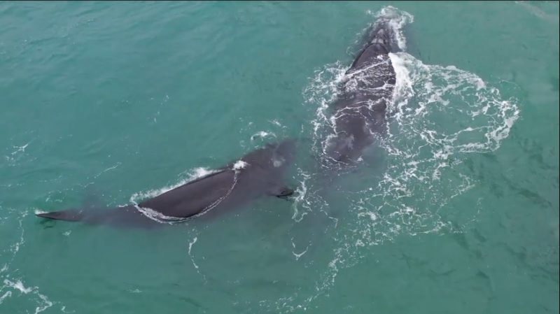 baleia-litoral-sc-800x449