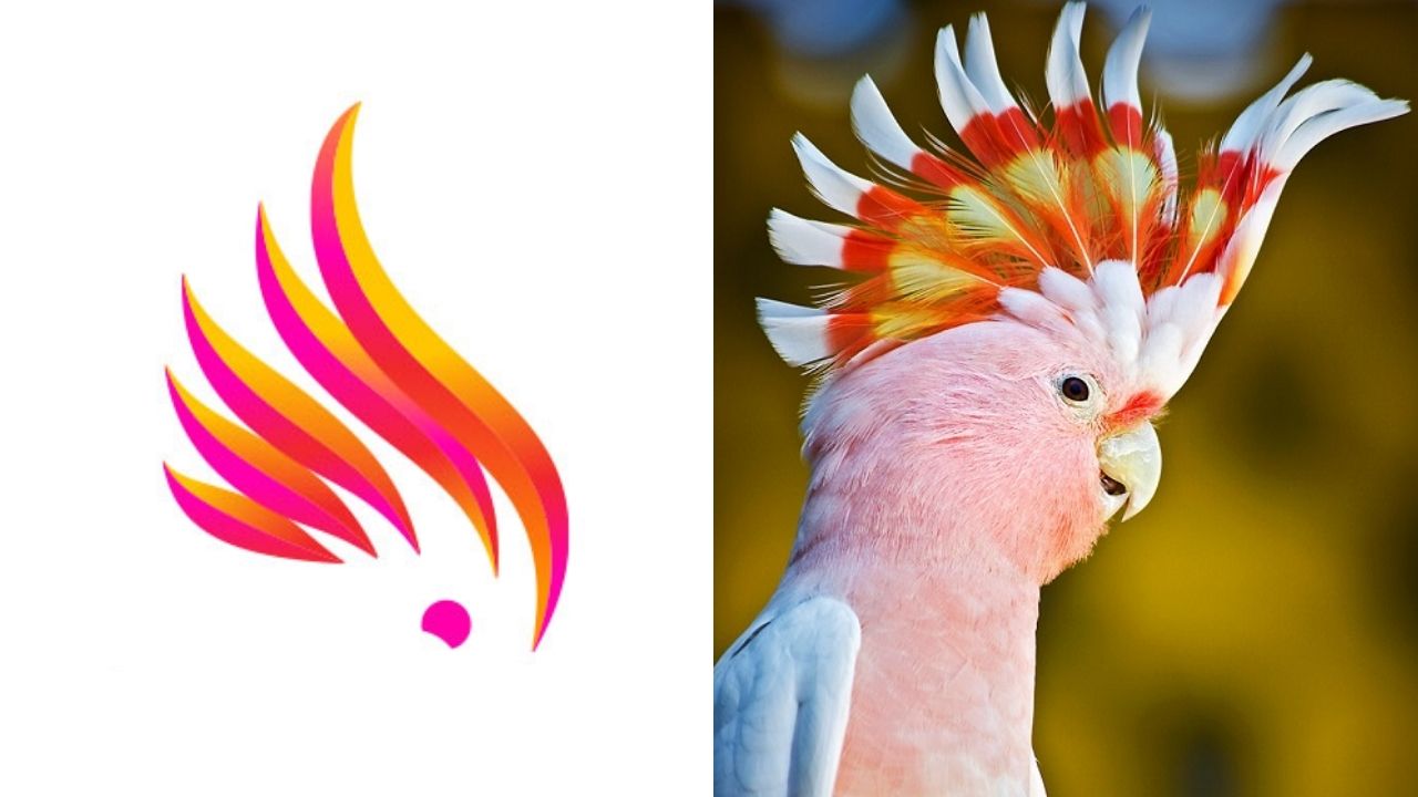 brisbane_cacatua