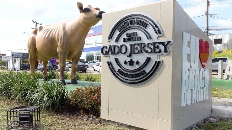 gado_jersey_braço_do_norte